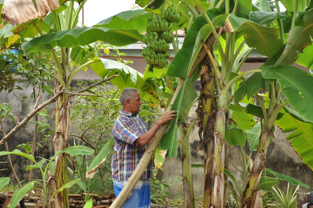 Bangalawa Acomodação com café da manhã Nawala Exterior foto